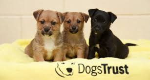 Dogs Trust - from the Horsham dog walking group