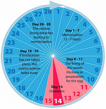 Women's health - PMT - PMS