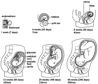 Women's health - Pregnancy